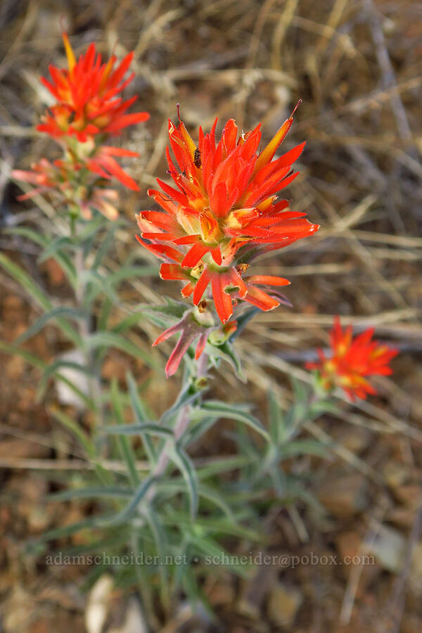 frosted paintbrush (Castilleja pruinosa) [above Ash Creek, Klamath National Forest, Siskiyou County, California]