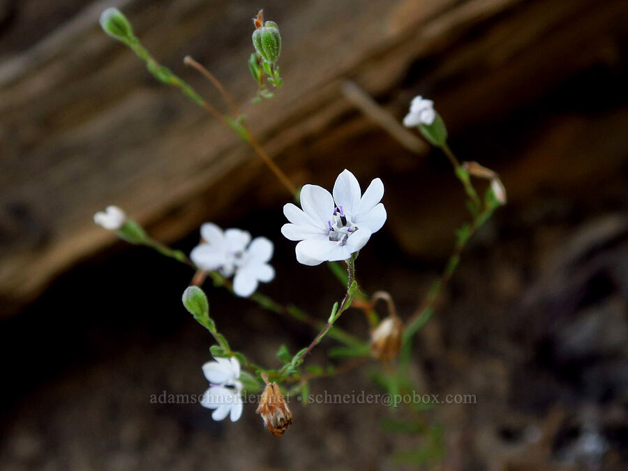 rough eyelash-weed (Blepharipappus scaber) [above Ash Creek, Klamath National Forest, Siskiyou County, California]