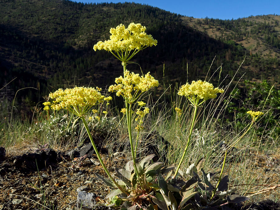 heart-leaf buckwheat (Eriogonum compositum) [above Ash Creek, Klamath National Forest, Siskiyou County, California]