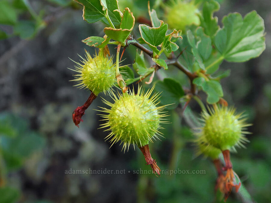 shiny-leaf gooseberry (Ribes roezlii var. cruentum (Grossularia cruenta)) [above Ash Creek, Klamath National Forest, Siskiyou County, California]