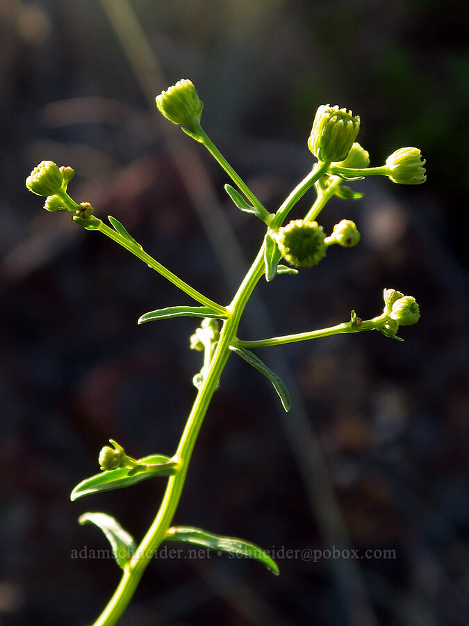 California rayless fleabane, budding (Erigeron inornatus var. inornatus) [above Ash Creek, Klamath National Forest, Siskiyou County, California]