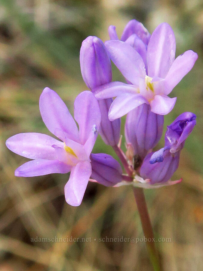round-tooth ookow (Dichelostemma multiflorum (Brodiaea multiflora)) [above Ash Creek, Klamath National Forest, Siskiyou County, California]
