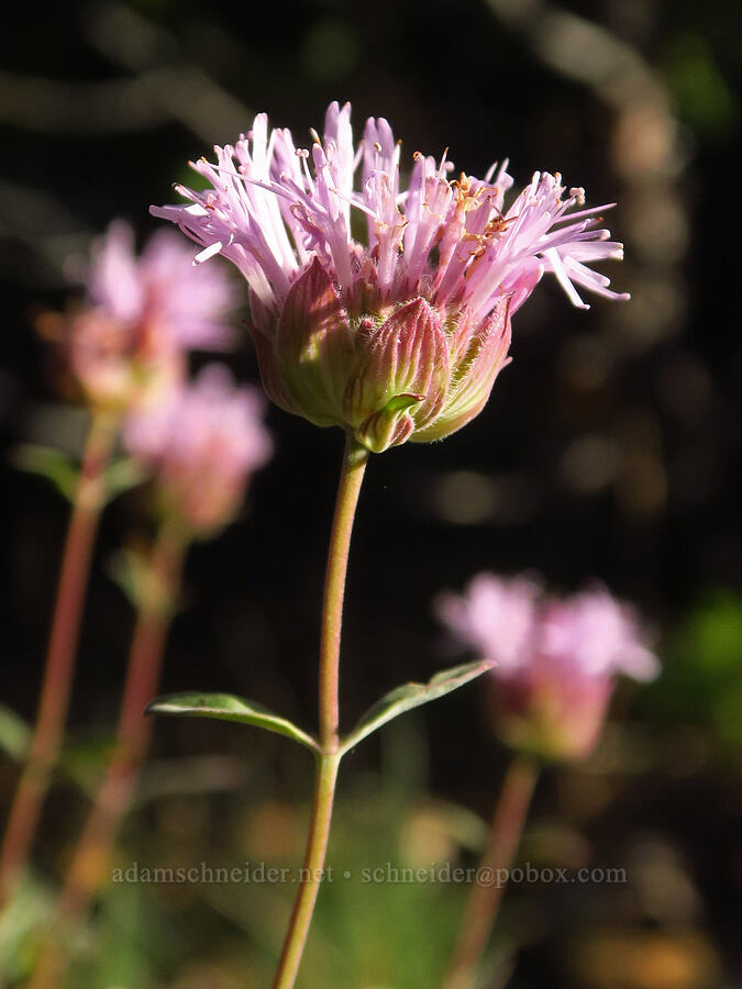 coyote mint (Monardella odoratissima) [above Ash Creek, Klamath National Forest, Siskiyou County, California]