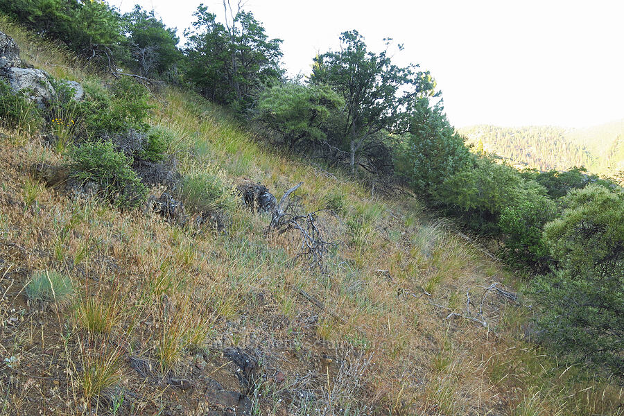bushwhack [above Ash Creek, Klamath National Forest, Siskiyou County, California]