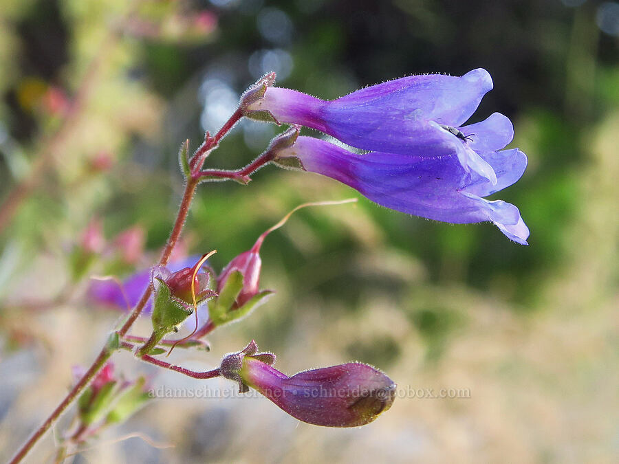 Roezl's penstemon (Penstemon roezlii (Penstemon laetus ssp. roezlii)) [above Ash Creek, Klamath National Forest, Siskiyou County, California]