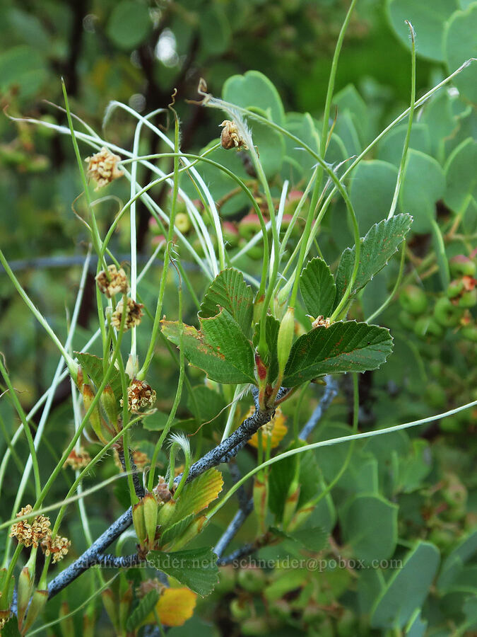 mountain mahogany, going to seed (Cercocarpus betuloides) [above Ash Creek, Klamath National Forest, Siskiyou County, California]