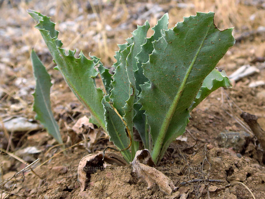 mystery leaves [above Ash Creek, Klamath National Forest, Siskiyou County, California]