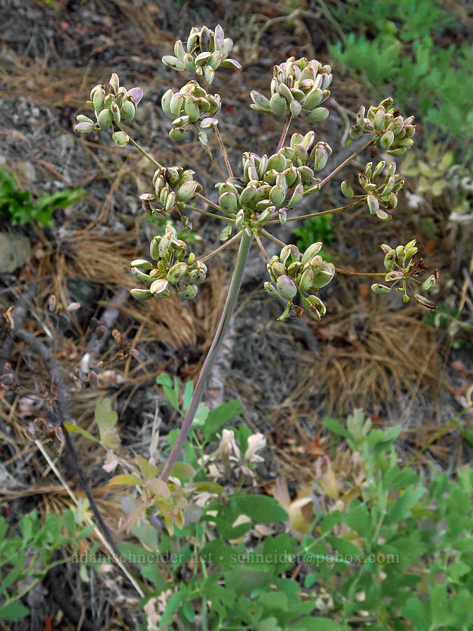 California desert parsley, going to seed (Lomatium californicum) [above Ash Creek, Klamath National Forest, Siskiyou County, California]
