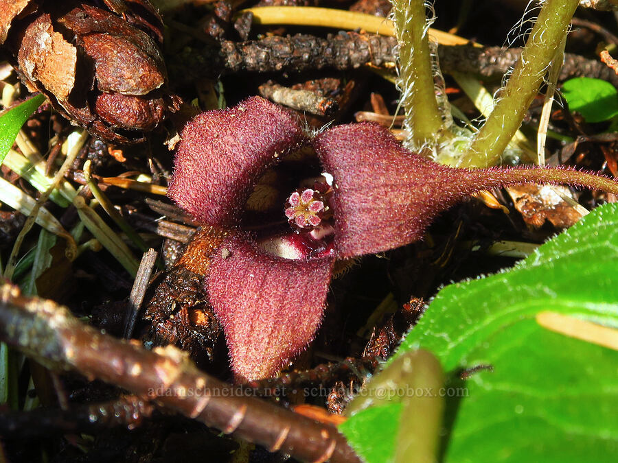 wild ginger flower (Asarum caudatum) [Grizzly Peak Trail, Cascade-Siskiyou National Monument, Jackson County, Oregon]