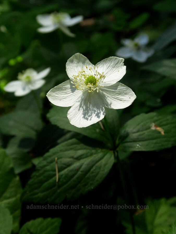 Columbia windflowers (Anemone deltoidea (Anemonastrum deltoideum)) [Grizzly Peak Trail, Cascade-Siskiyou National Monument, Jackson County, Oregon]