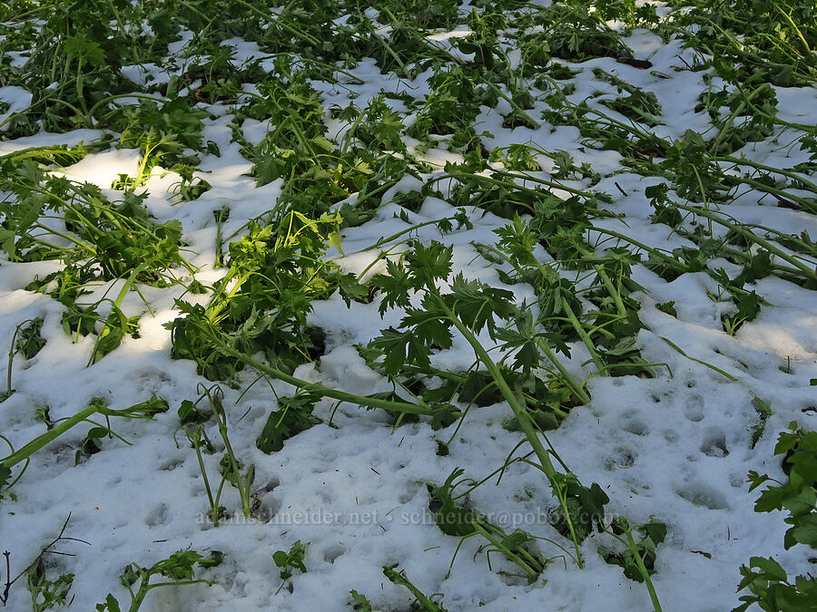 Sierra larkspur, flattened by late snow (Delphinium glaucum) [Grizzly Peak Trail, Cascade-Siskiyou National Monument, Jackson County, Oregon]