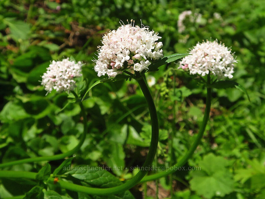 Sitka valerian (Valeriana sitchensis) [Grizzly Peak Trail, Cascade-Siskiyou National Monument, Jackson County, Oregon]