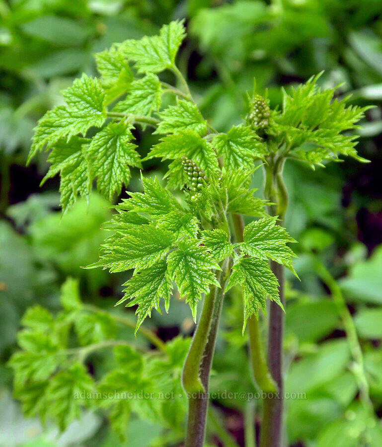 tall bugbane, budding (Cimicifuga elata var. alpestris (Actaea elata var. alpestris)) [Grizzly Peak Trail, Cascade-Siskiyou National Monument, Jackson County, Oregon]
