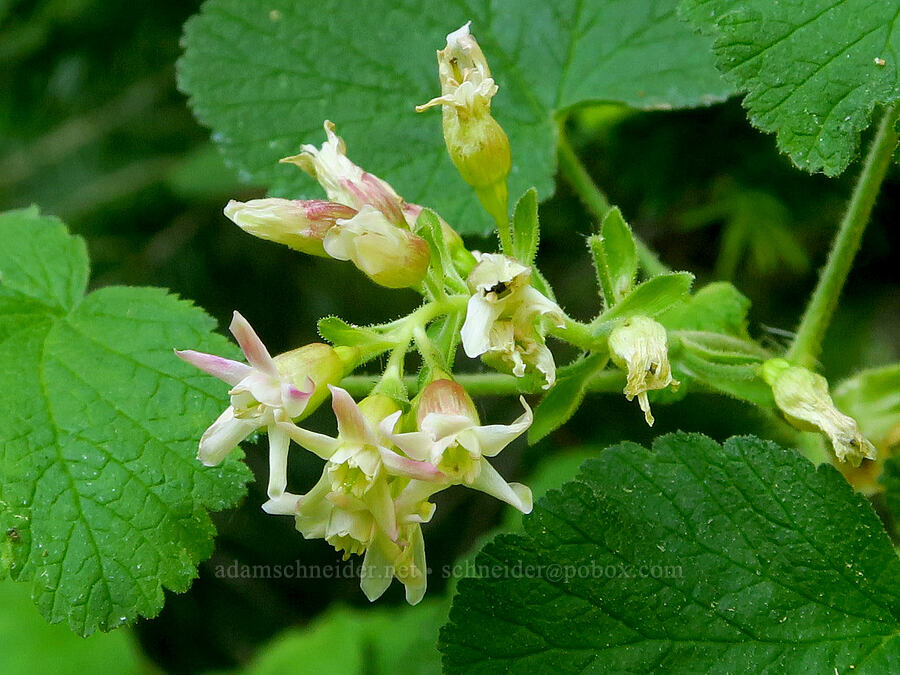 sticky currant (Ribes viscosissimum) [Grizzly Peak Trail, Cascade-Siskiyou National Monument, Jackson County, Oregon]