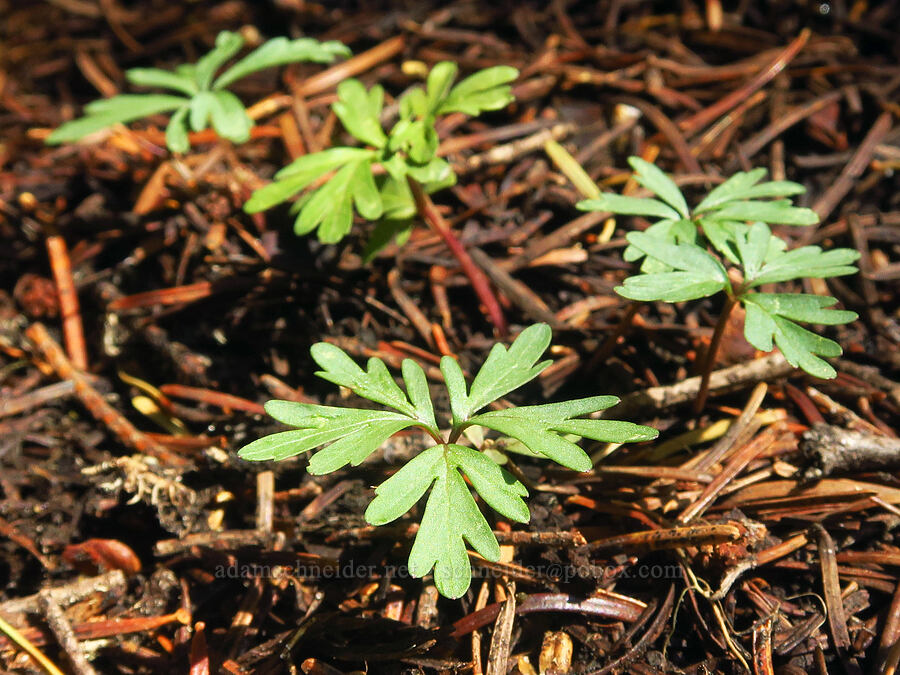 Shelton's violet leaves (Viola sheltonii) [Grizzly Peak Trail, Cascade-Siskiyou National Monument, Jackson County, Oregon]