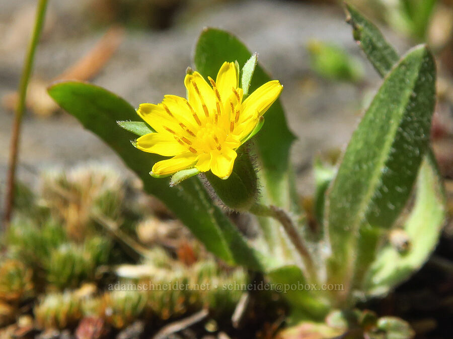 annual agoseris (Agoseris heterophylla) [Grizzly Peak Trail, Cascade-Siskiyou National Monument, Jackson County, Oregon]
