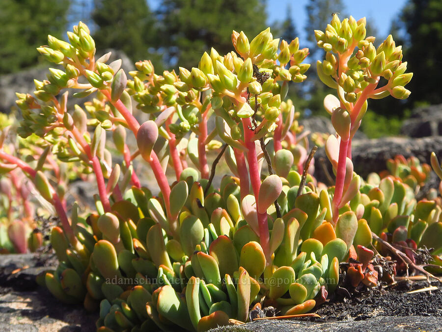 creamy stonecrop (Sedum oregonense) [Grizzly Peak Trail, Cascade-Siskiyou National Monument, Jackson County, Oregon]