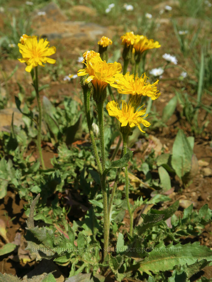Baker's hawksbeard (Crepis bakeri) [Grizzly Peak Trail, Cascade-Siskiyou National Monument, Jackson County, Oregon]