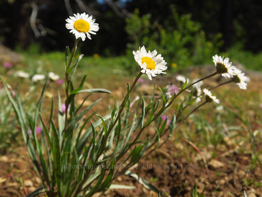 Eaton's shaggy fleabane (Erigeron eatonii var. villosus) [Grizzly Peak Trail, Cascade-Siskiyou National Monument, Jackson County, Oregon]