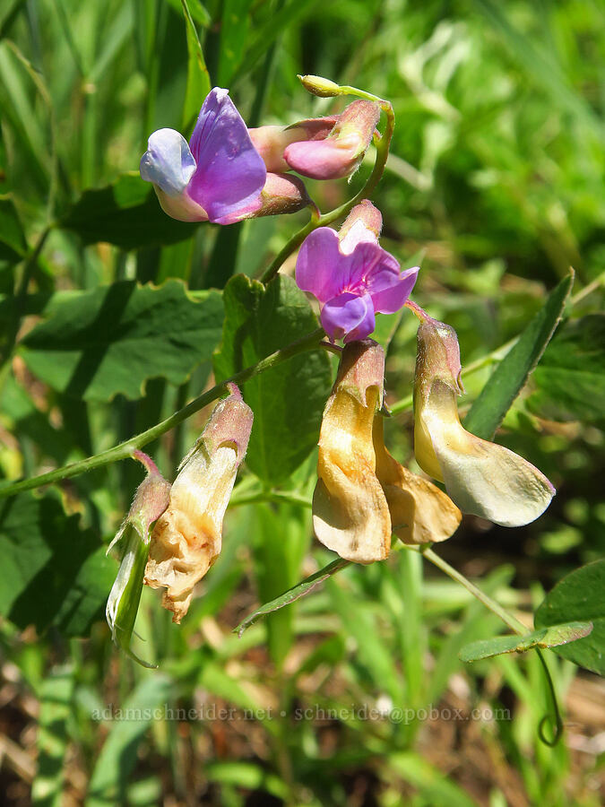 Sierra pea-vine (Lathyrus nevadensis var. nevadensis) [Grizzly Peak Trail, Cascade-Siskiyou National Monument, Jackson County, Oregon]