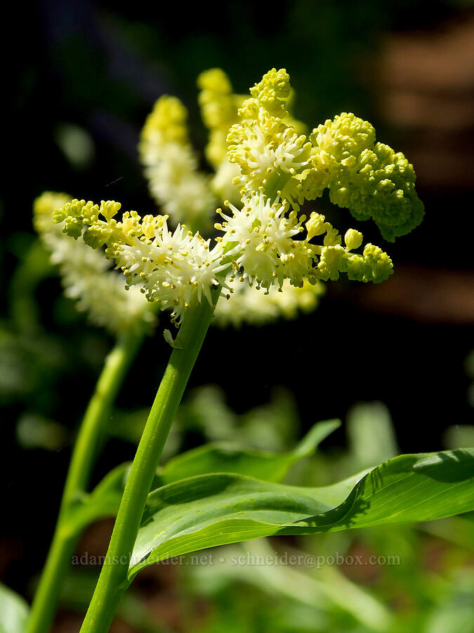 feathery false Solomon's-seal (Maianthemum racemosum ssp. amplexicaule (Smilacina racemosa)) [Grizzly Peak Trail, Cascade-Siskiyou National Monument, Jackson County, Oregon]
