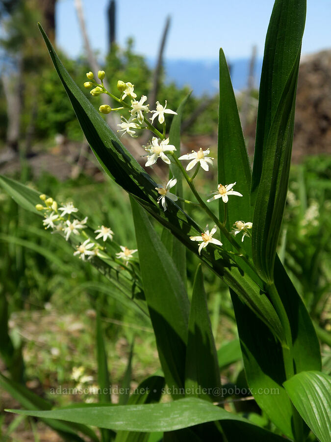 starry false Solomon's-seal (Maianthemum stellatum (Smilacina stellata)) [Grizzly Peak Trail, Cascade-Siskiyou National Monument, Jackson County, Oregon]
