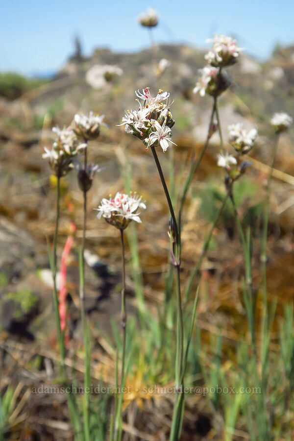 ball-head sandwort (Eremogone congesta (Arenaria congesta)) [Grizzly Peak Trail, Cascade-Siskiyou National Monument, Jackson County, Oregon]