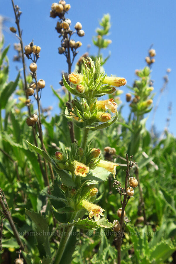 hot rock penstemon (Penstemon deustus) [Grizzly Peak Trail, Cascade-Siskiyou National Monument, Jackson County, Oregon]