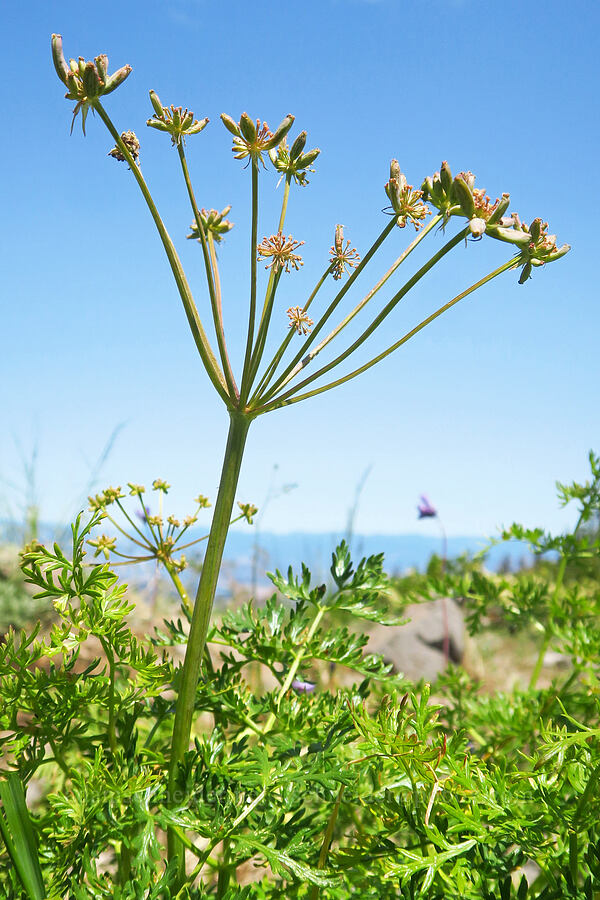 fern-leaf desert parsley, going to seed (Lomatium dissectum var. dissectum) [Grizzly Peak Trail, Cascade-Siskiyou National Monument, Jackson County, Oregon]