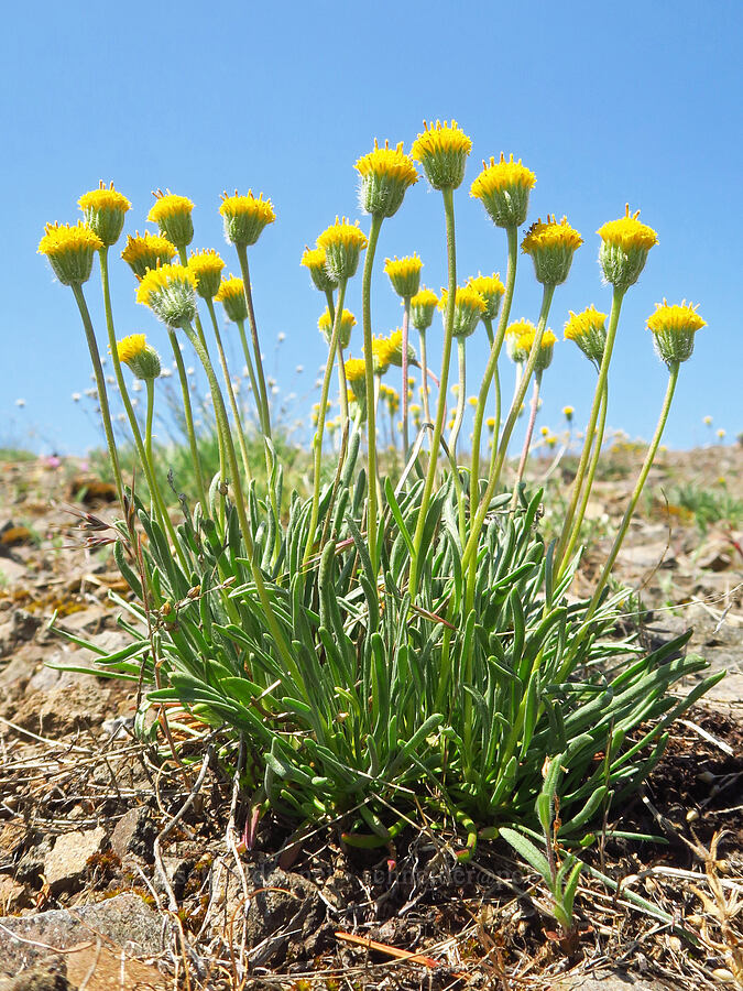 Bloomer's fleabane (Erigeron bloomeri) [Grizzly Peak Trail, Cascade-Siskiyou National Monument, Jackson County, Oregon]