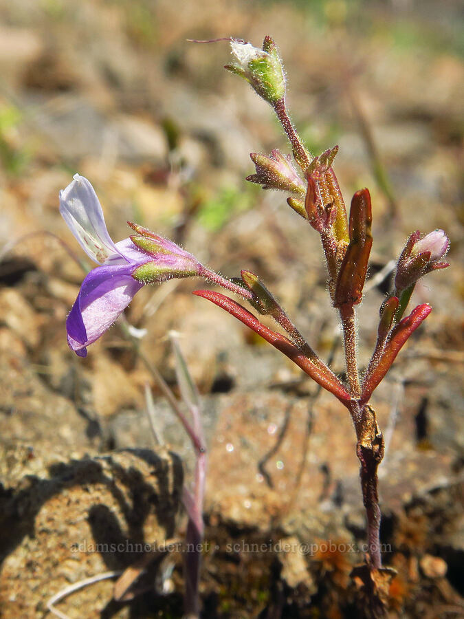 narrow-leaf blue-eyed-Mary (Collinsia linearis (Collinsia rattanii var. linearis)) [Grizzly Peak Trail, Cascade-Siskiyou National Monument, Jackson County, Oregon]