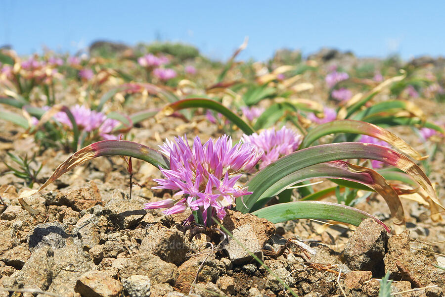 Siskiyou onions (Allium siskiyouense) [Grizzly Peak Trail, Cascade-Siskiyou National Monument, Jackson County, Oregon]