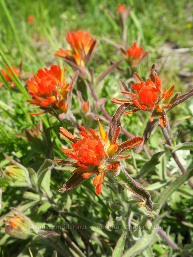 frosted paintbrush (Castilleja pruinosa) [Grizzly Peak Trail, Cascade-Siskiyou National Monument, Jackson County, Oregon]
