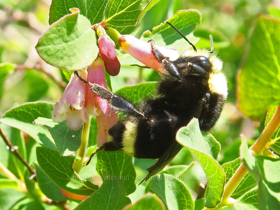 yellow-faced bumblebee on mountain snowberry (Bombus vosnesenskii, Symphoricarpos rotundifolius) [Grizzly Peak Trail, Cascade-Siskiyou National Monument, Jackson County, Oregon]