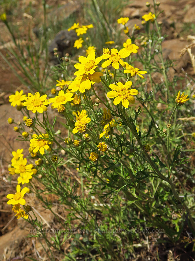 Oregon sunshine (Eriophyllum lanatum) [Grizzly Peak Trail, Cascade-Siskiyou National Monument, Jackson County, Oregon]