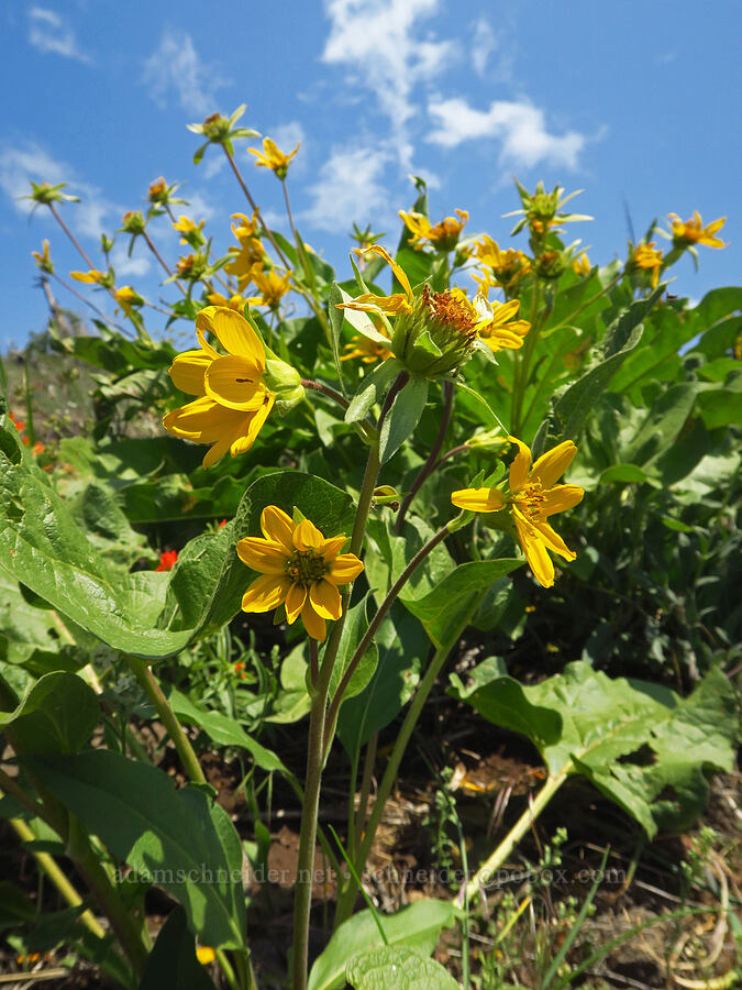 balsamroot (Balsamorhiza deltoidea) [Grizzly Peak Trail, Cascade-Siskiyou National Monument, Jackson County, Oregon]
