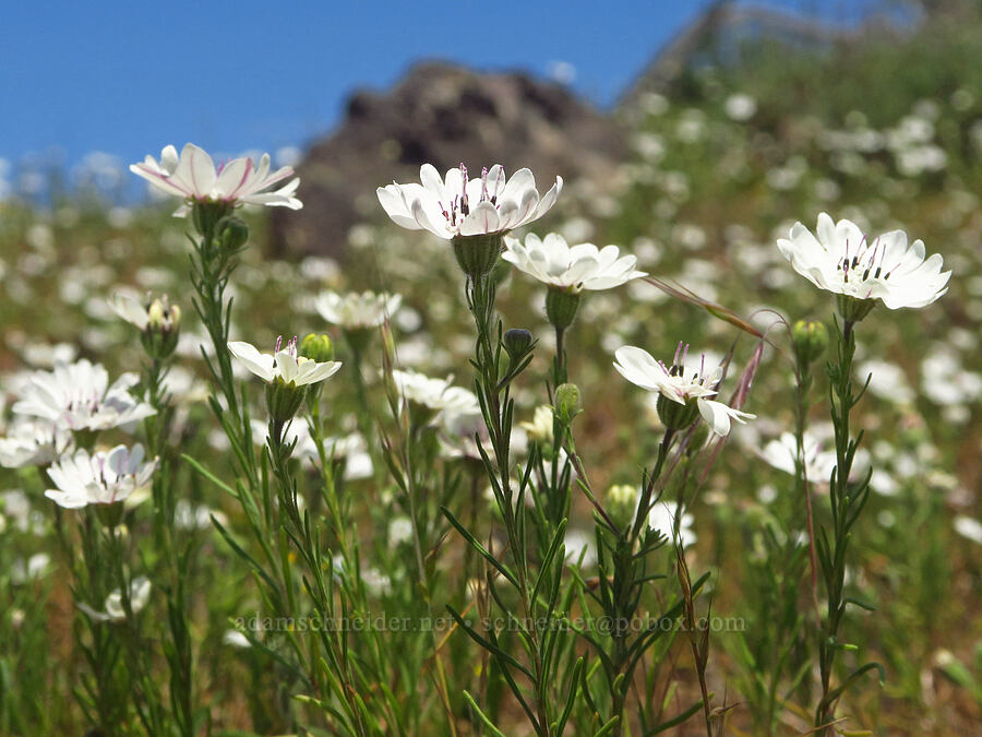 rough eyelash-weed (Blepharipappus scaber) [Grizzly Peak Trail, Cascade-Siskiyou National Monument, Jackson County, Oregon]