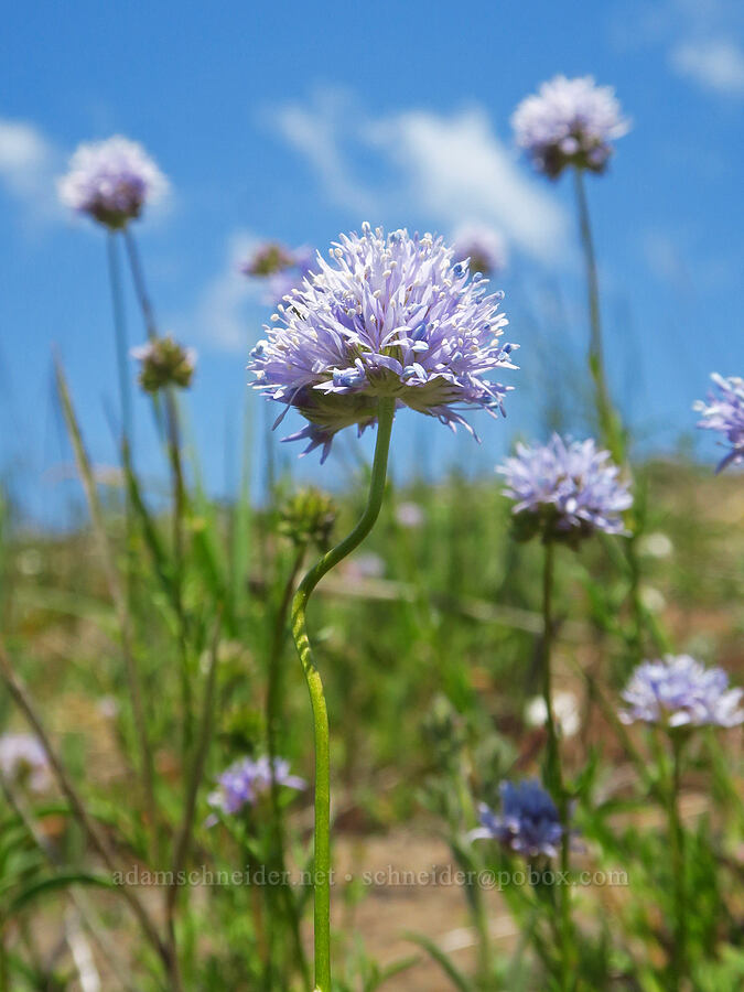 blue-head gilia (Gilia capitata ssp. capitata) [Grizzly Peak Trail, Cascade-Siskiyou National Monument, Jackson County, Oregon]