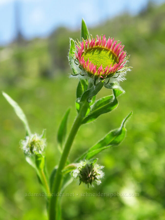 Alice's fleabane, budding (Erigeron aliceae) [Grizzly Peak Trail, Cascade-Siskiyou National Monument, Jackson County, Oregon]