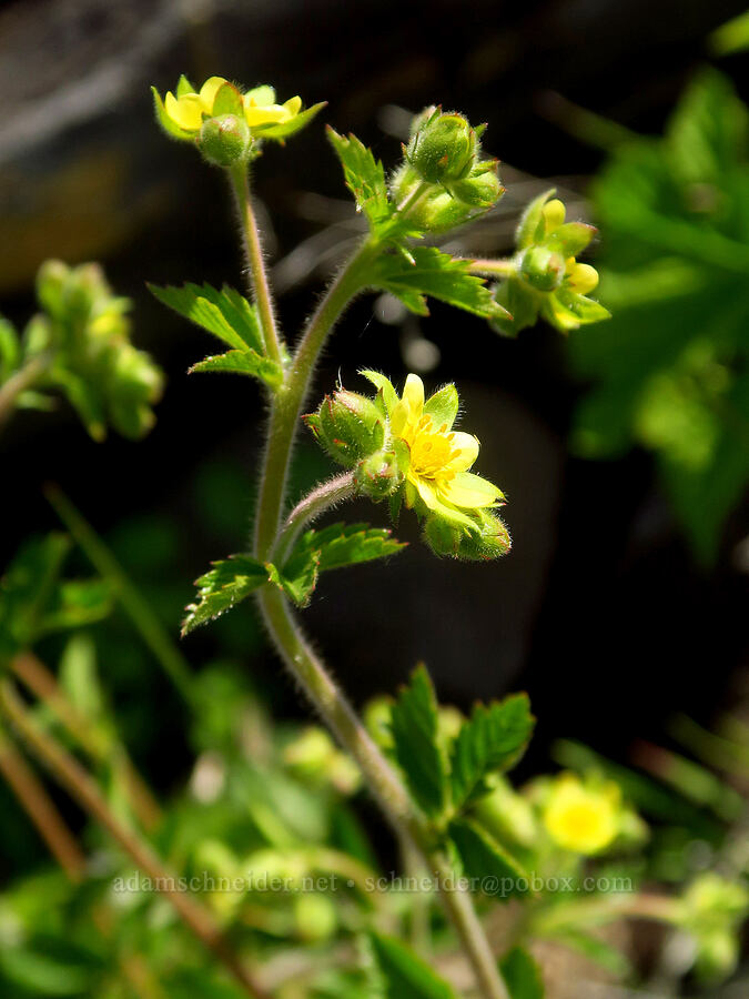 sticky cinquefoil (Drymocallis glandulosa (Potentilla glandulosa)) [Grizzly Peak Trail, Cascade-Siskiyou National Monument, Jackson County, Oregon]
