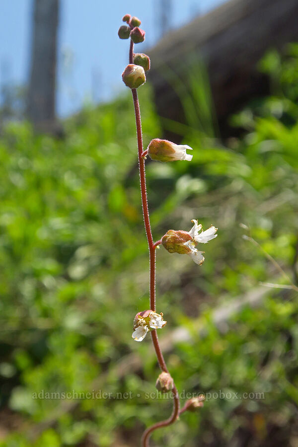 Siskiyou woodland star (Lithophragma campanulatum) [Grizzly Peak Trail, Cascade-Siskiyou National Monument, Jackson County, Oregon]