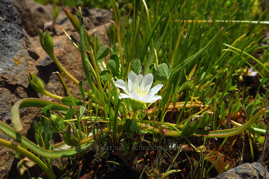 Nevada lewisia (Lewisia nevadensis) [Grizzly Peak Trail, Cascade-Siskiyou National Monument, Jackson County, Oregon]