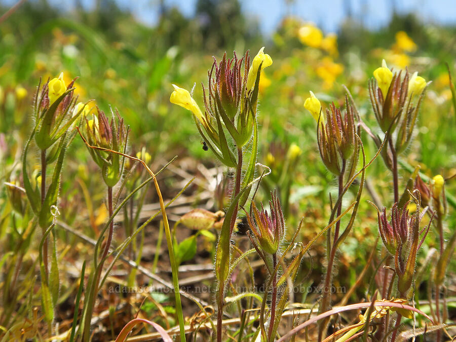 yellow hairy owl's-clover (Castilleja tenuis (Orthocarpus hispidus)) [Grizzly Peak Trail, Cascade-Siskiyou National Monument, Jackson County, Oregon]