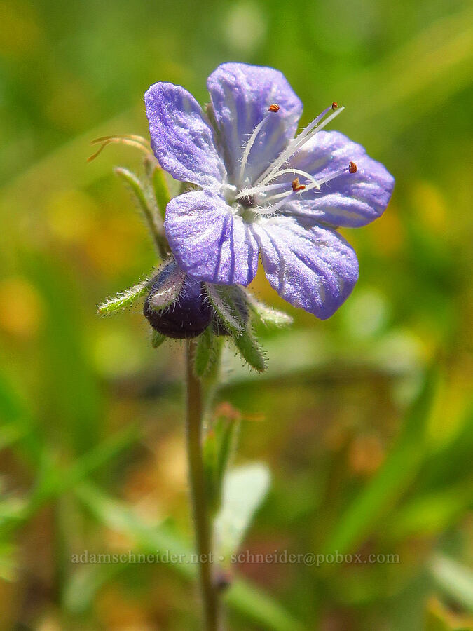 Peck's phacelia (Phacelia peckii) [Grizzly Peak Trail, Cascade-Siskiyou National Monument, Jackson County, Oregon]