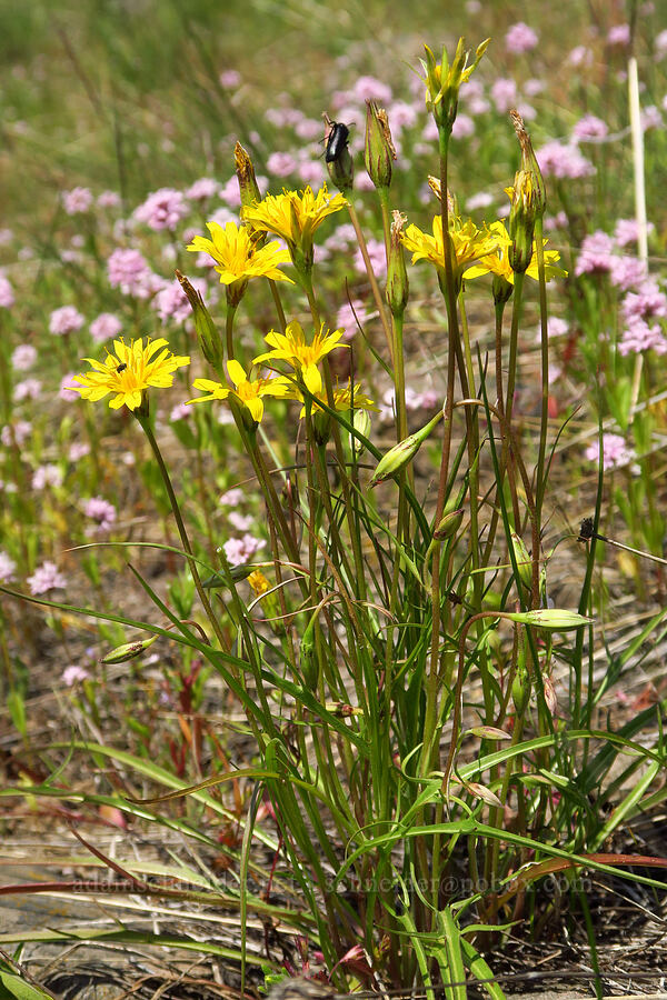 nodding microseris (Microseris nutans (Scorzonella nutans)) [Grizzly Peak Trail, Cascade-Siskiyou National Monument, Jackson County, Oregon]