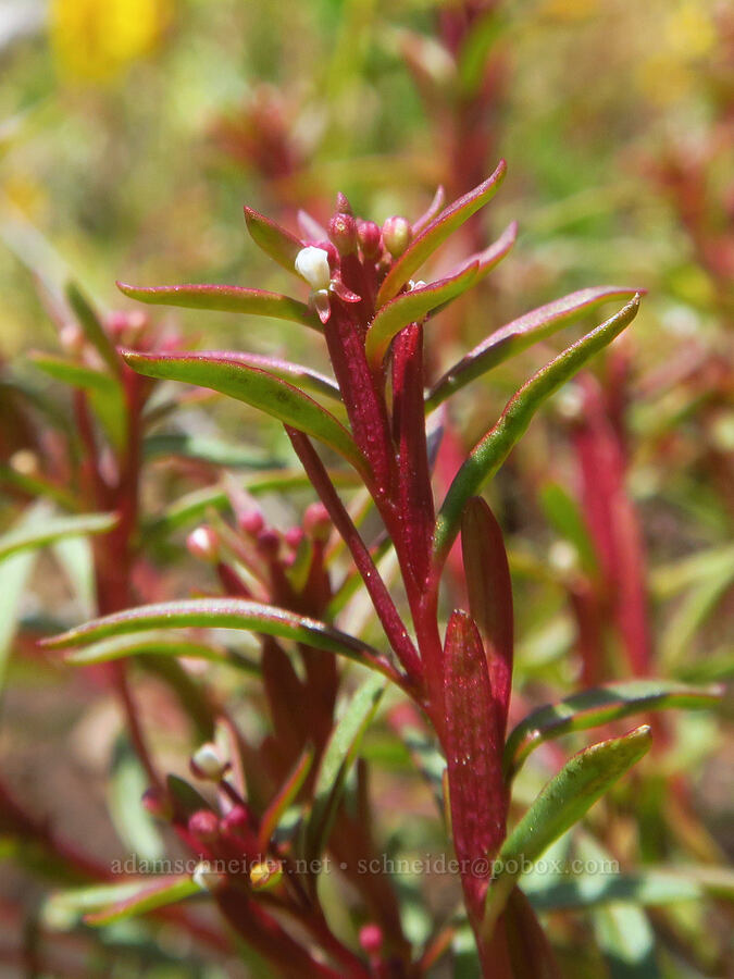 dwarf groundsmoke (Gayophytum humile) [Grizzly Peak Trail, Cascade-Siskiyou National Monument, Jackson County, Oregon]