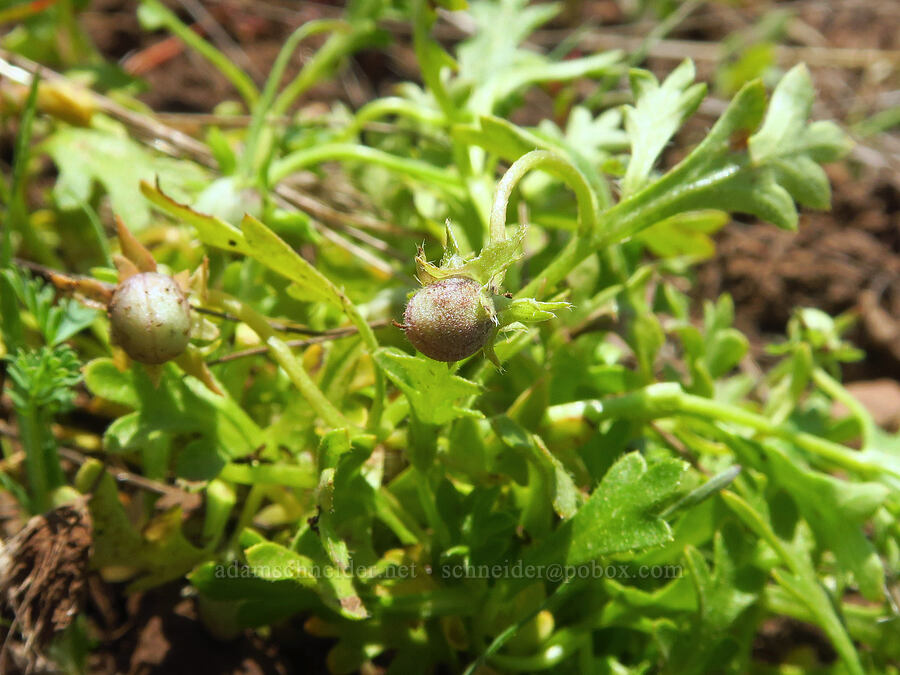 meadow nemophila, going to seed (Nemophila pedunculata) [Grizzly Peak Trail, Cascade-Siskiyou National Monument, Jackson County, Oregon]