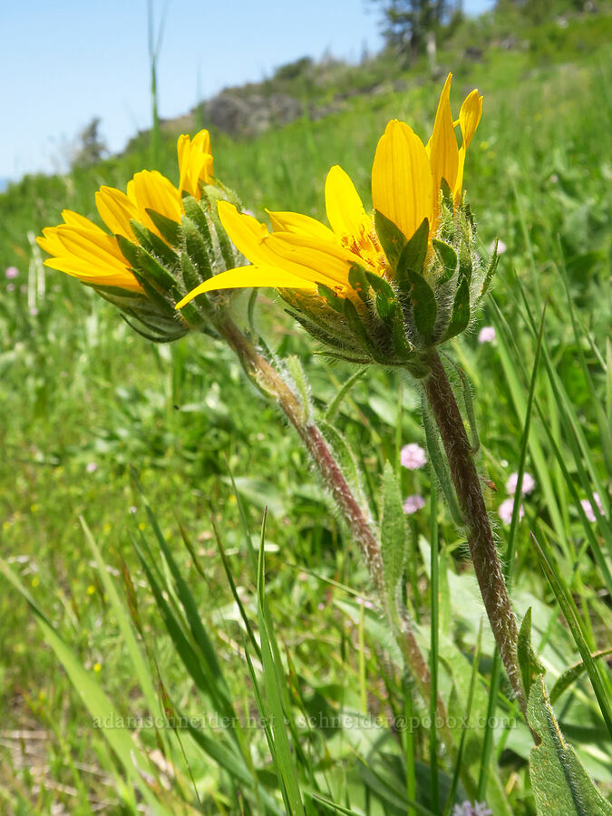 mule's-ears (Wyethia angustifolia) [Grizzly Peak Trail, Cascade-Siskiyou National Monument, Jackson County, Oregon]