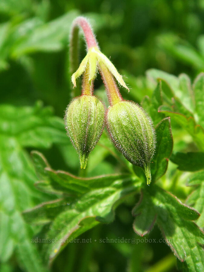 western geranium, budding (Geranium oreganum) [Grizzly Peak Trail, Cascade-Siskiyou National Monument, Jackson County, Oregon]