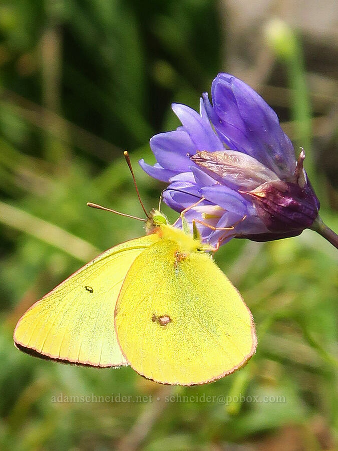 sulphur butterfly on blue dicks (Colias sp., Dipterostemon capitatus (Dichelostemma capitatum)) [Grizzly Peak Trail, Cascade-Siskiyou National Monument, Jackson County, Oregon]
